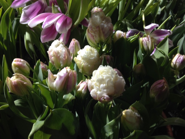 Поздравление с 8 Марта или "Репетиция весны в аптекарском огороде"