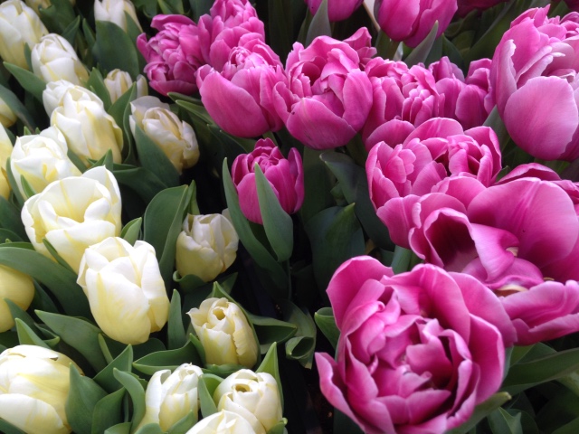 Прогулка Эмили в аптекарском огороде. H. Maciak | Бэйбики Прогулка Эмили в аптекарском огороде. H. Maciak