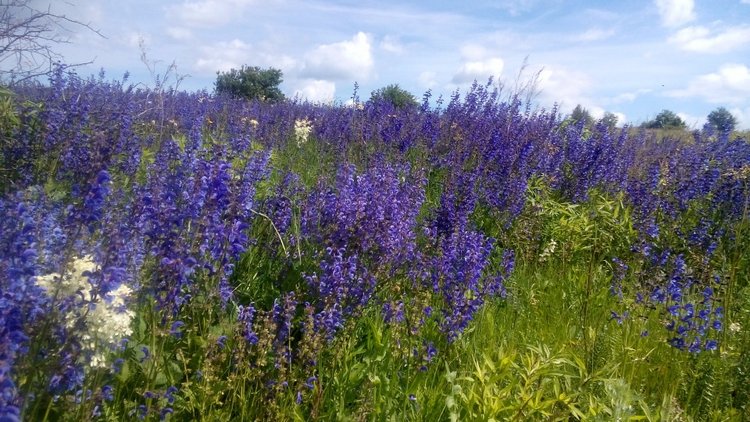 Юнная революционерка Утена (фото 10)