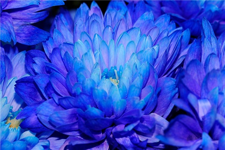 Сине-голубое настроение. Флора Helen Kish среди цветов в парке