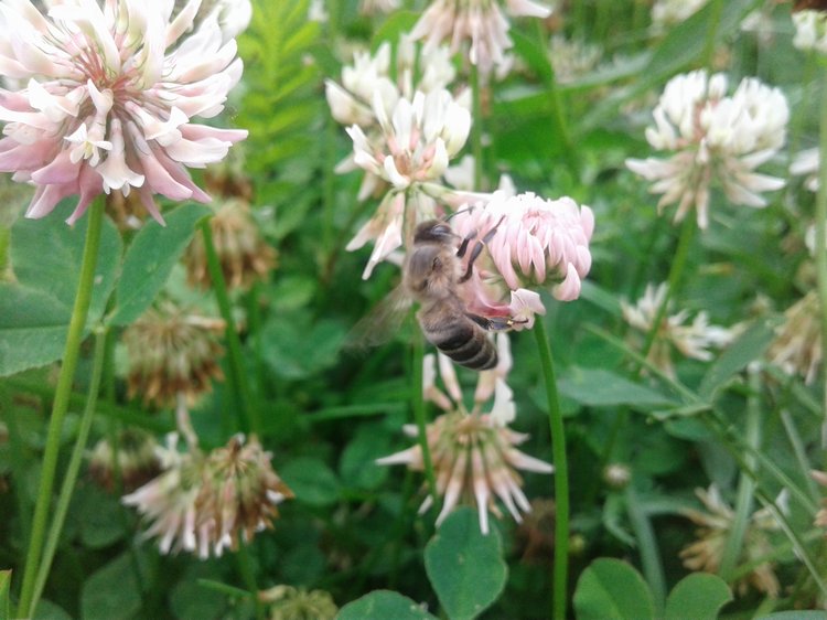 Псков: из лета в лето. Прогулки по городу и куклы