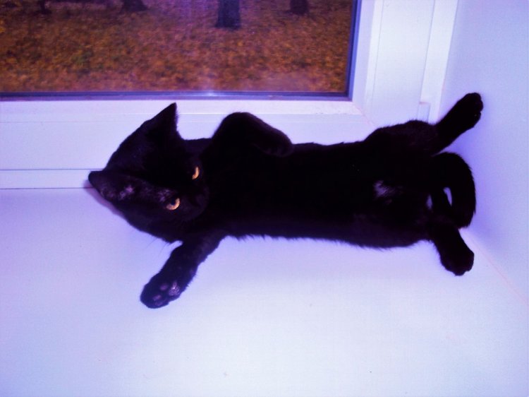 Осенняя фотосессия — Куклы Adora (Адора): коллекционные виниловые