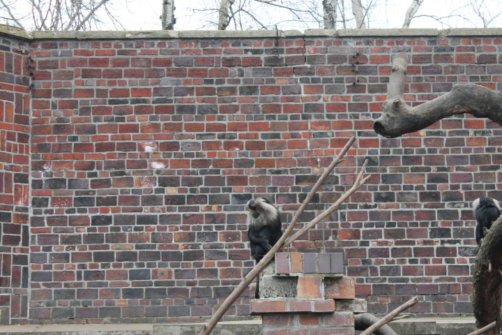 По Германии: зоопарк Лейпцига, часть 2 (фото 2)