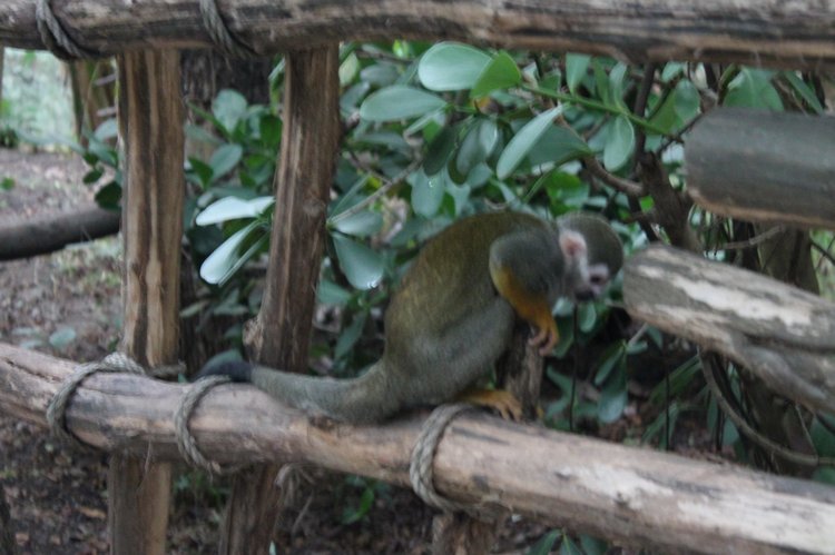 По Германии: зоопарк Лейпцига, часть 2