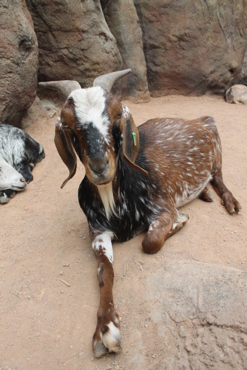 По Германии: зоопарк Лейпцига, часть 3