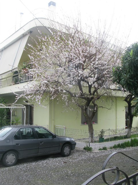 Кусочки моей Греции — Болталка и разговоры обо всем: жизнь