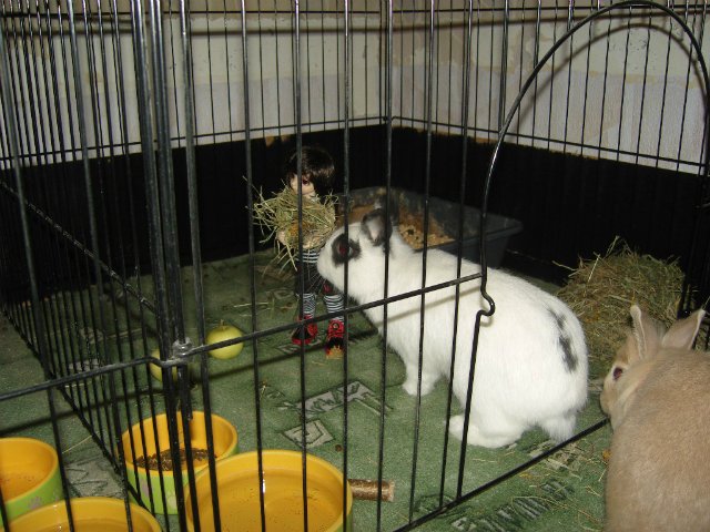 Юннаты - Рен и Ран — Куклы Dollzone (Доллзон): BJD (БЖД)