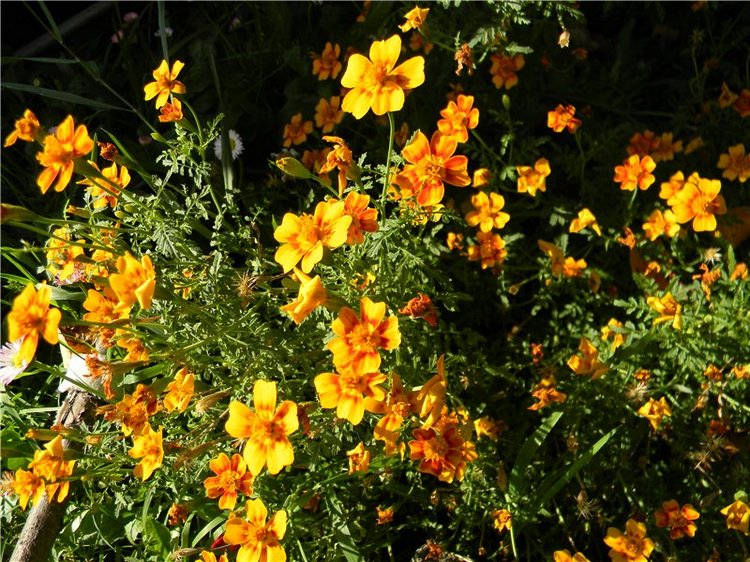 В сентябре пришло к нам лето! Мальва Zwergnase, мой рыжий эльфик