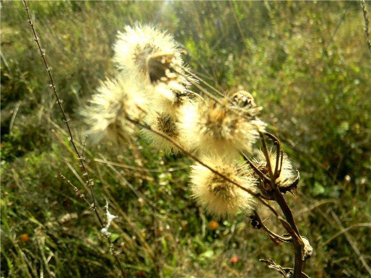 В сентябре пришло к нам лето! Мальва Zwergnase, мой рыжий эльфик