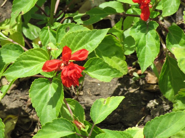 По дороге летним днём Магдалена шла с чепцом