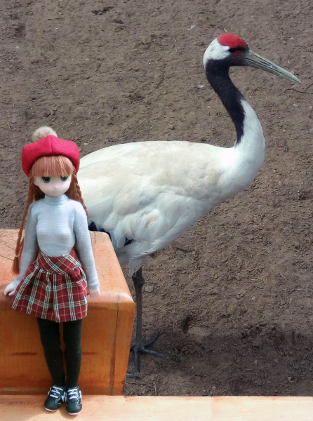 Тинка в экопарке — Куклы и тела Obitsu (Обитсу): 1/6