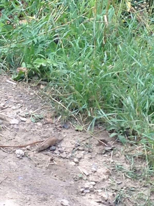 "Есть на Москве места такие..." ч.2. Тайны Коломенского оврага