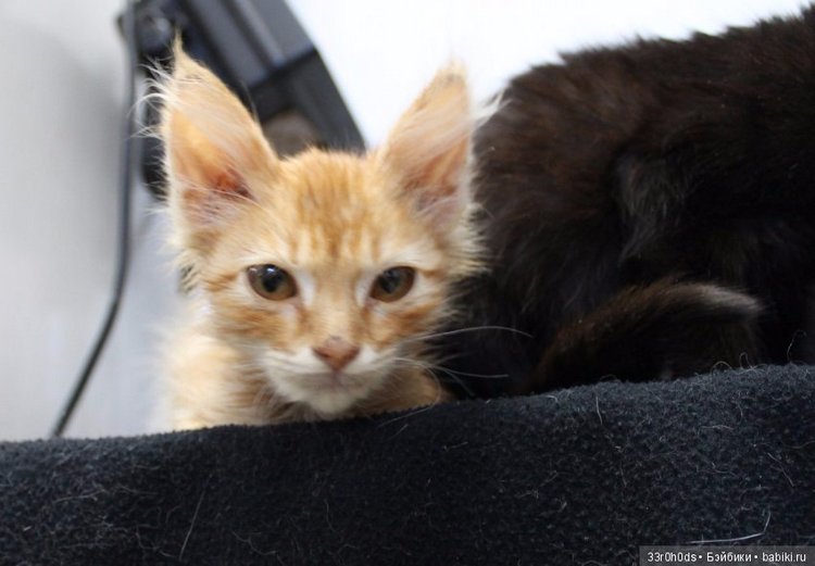 Не проходите мимо! Срочно нужна ваша помощь больным котикам и котятам