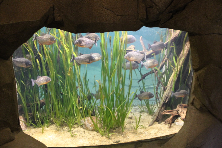 По Германии: зоопарк Лейпцига, часть 2