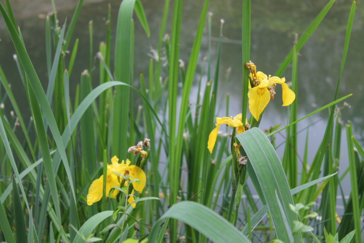 По Германии: зоопарк Лейпцига, часть 3