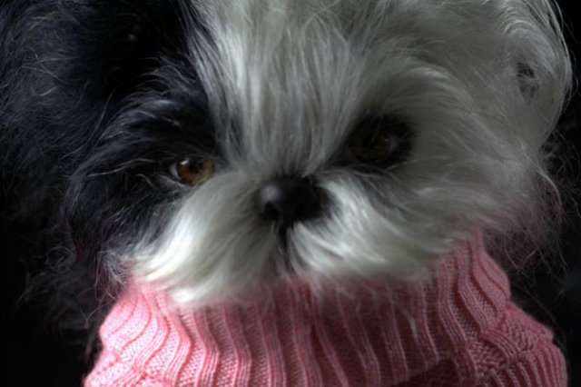 Маленький Ши-цу из молда "Принцесса"(мопс).Работа американского мастера