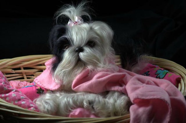 Маленький Ши-цу из молда "Принцесса"(мопс).Работа американского мастера