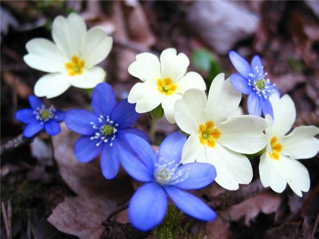 Ах как же хочется весны... Весна от Томаса Беккера (Thomas Baecker) (фото 6)