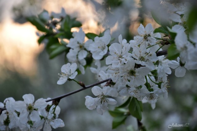 "Первый майский день..." Оливия от Helen KISH