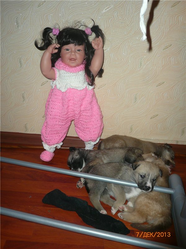 Куклы и собаки. Радость в нашем доме