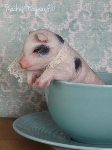 Зверятки-реборнятки — Молды и прототипы Реборн (Reborn): новинки