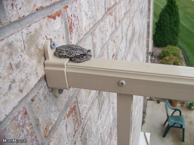 Новая семейка...или *Крошка на ладошке*-Агата(Realpuki Soso) (фото 5)