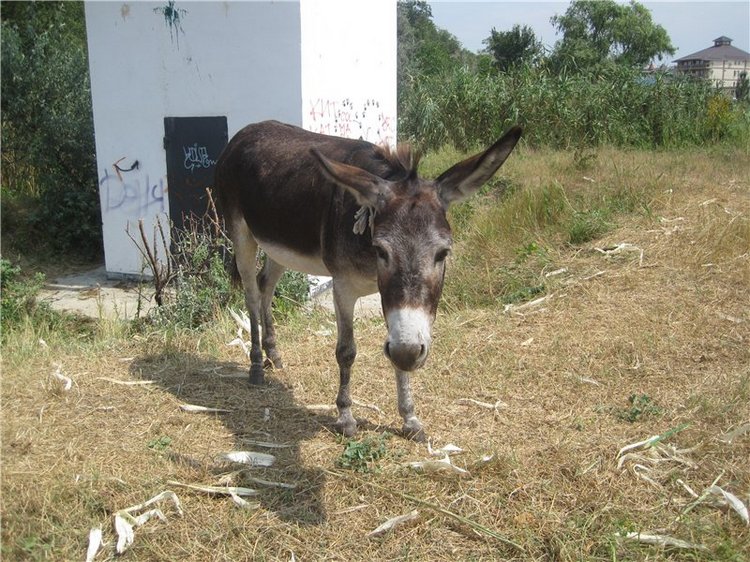 Галчонок и лето. Винтажна куколка СССР Галя