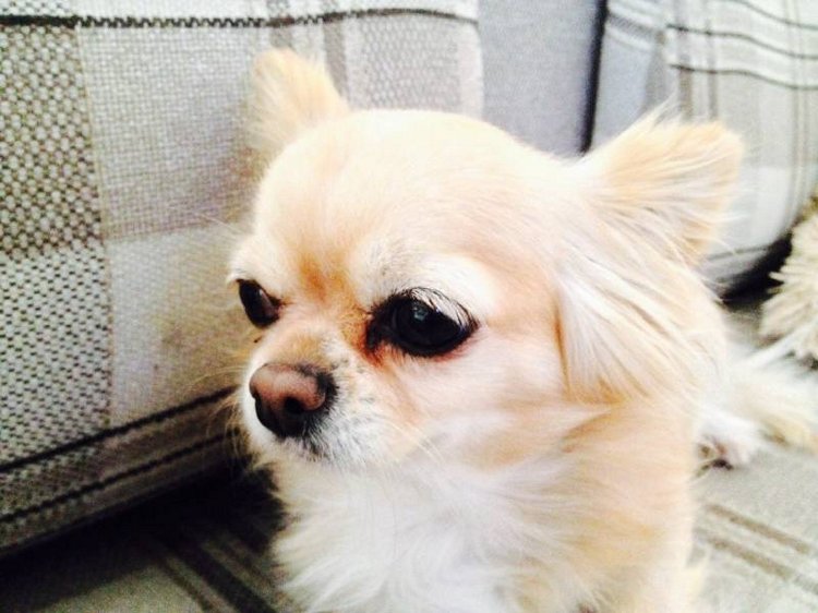 Наше участие в конкурсе Кукла и питомец | Бэйбики Наше участие в конкурсе Кукла и питомец