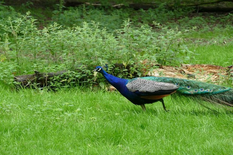 Hirschpark Hamburg. Олений парк. ВИДЕО