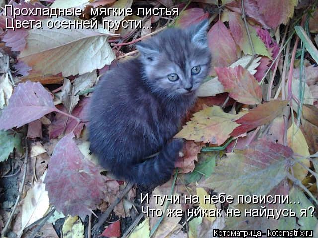 Субботний позитив! Фотографии с осенними животными! Осенняя котоматрица | Бэйбики Субботний позитив! Фотографии с осенними животными! Осенняя котоматрица