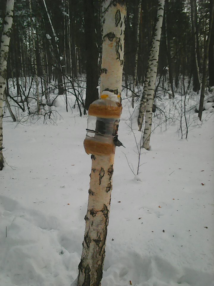 Интересное наблюдение за птицами у кормушки