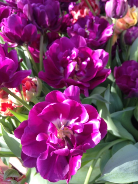 Прогулка Эмили в аптекарском огороде. H. Maciak | Бэйбики Прогулка Эмили в аптекарском огороде. H. Maciak