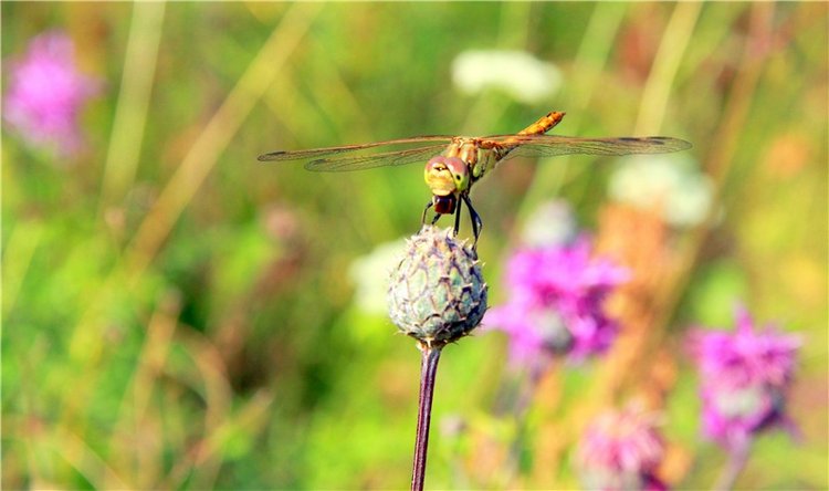 Просто Соня. Уникальные куклы от Сильвии Наттерер | Бэйбики Просто Соня. Уникальные куклы от Сильвии Наттерер