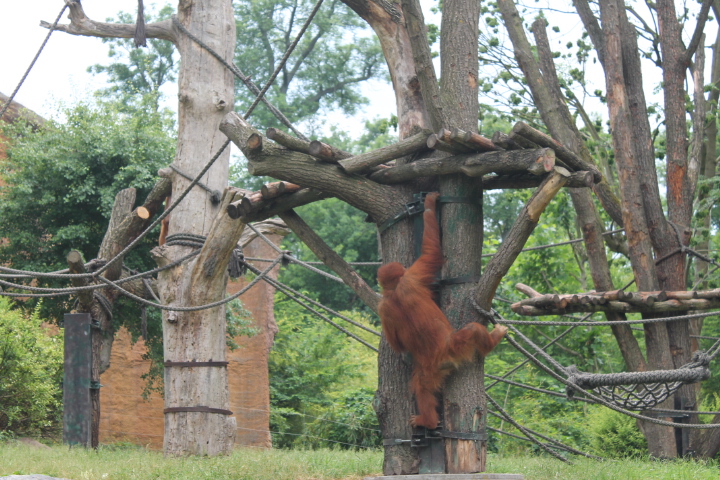 По Германии: зоопарк Лейпцига, часть 3