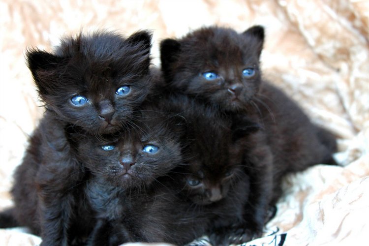 Зайка Зефирка и наши четверняшки. Игрушки вязанныые крючком (фото 8)