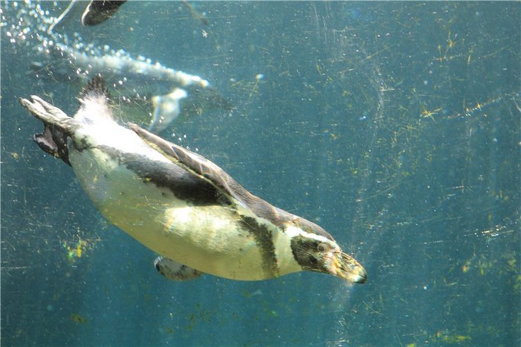 Командировка в Данию фейсинки (Galoob Baby Face doll) 2