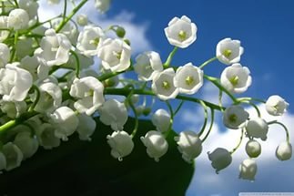 Марселька и тролли рассаду сажали, а бабочка с пчелкой им помогали... По следам конкурса "Моя Весна"