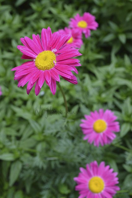 Яркие краски. Вихтели Rosemarie Anna Muller