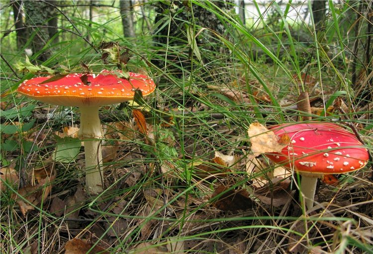 Осенний блюз — Куклы Heidi Plusczok (Хайди/Хейди Плюсчок) — фото (фото 6)