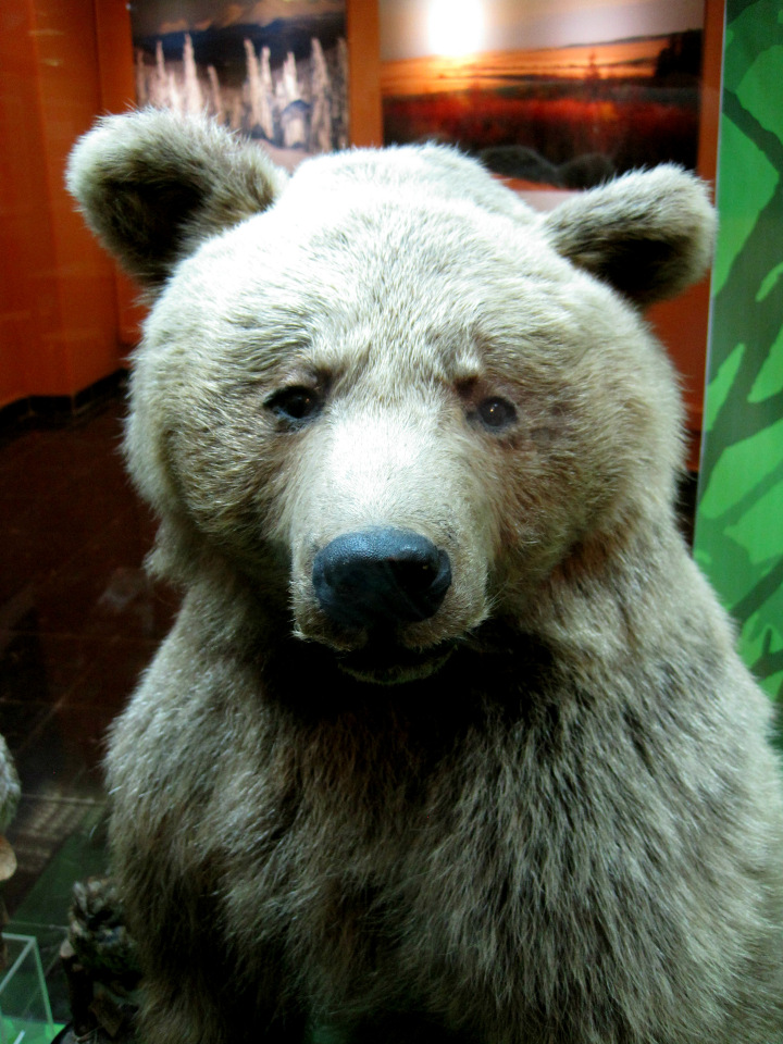 День в музее. Анжела в Государственном Дарвиновском музее