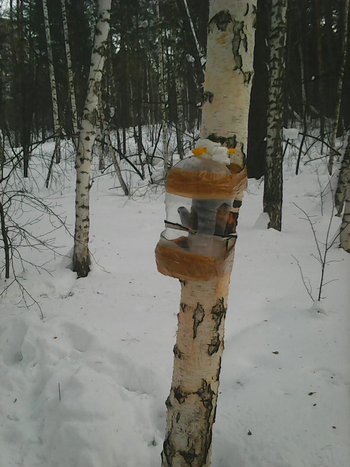 Интересное наблюдение за птицами у кормушки