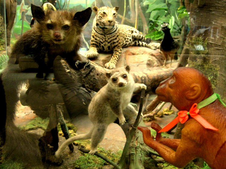 День в музее. Анжела в Государственном Дарвиновском музее