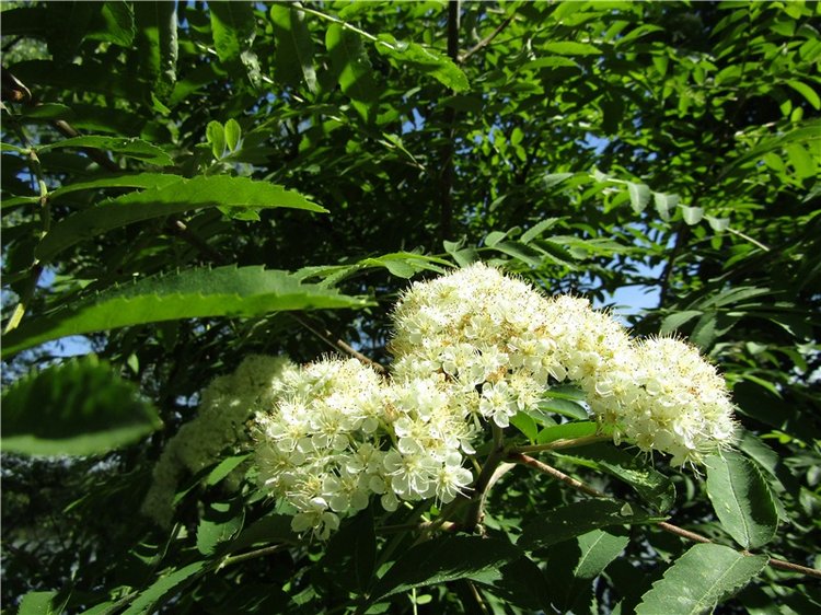 Бетси Robert Tonner. С красным бантом по зеленому лугу (фото 3)