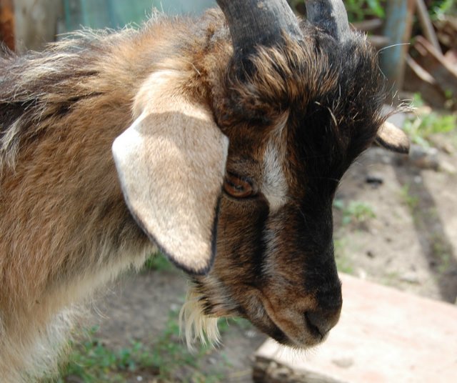 Помошница, хозяюшка Олюшка (Bettina Feigenspan-Hirsch / Zapf )