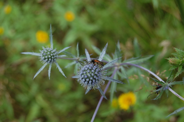 Воспоминание о лете. Джоанна от Susi Eimer
