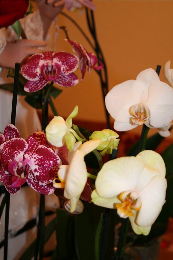 Милая мышка:)))Конни от Hildegard Gunzel