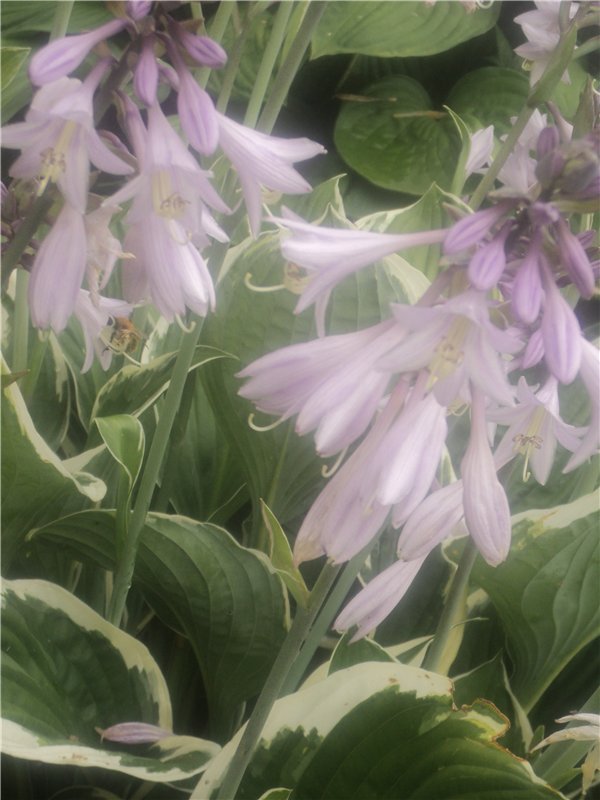 Ждем лета и верим в чудо! Куклы Готц и наряды