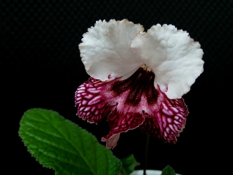 Еще немного о сумасшествии