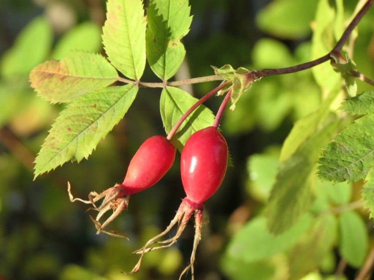 Люблю я пышное природы увяданье (фото 5)