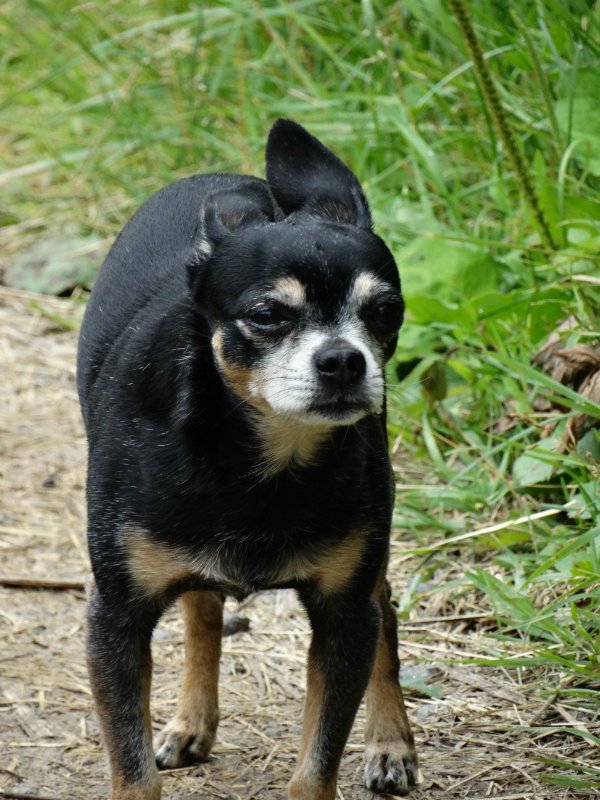 Вечеринка под яблоней — Винтажные куклы ГДР (Немки): Бигги